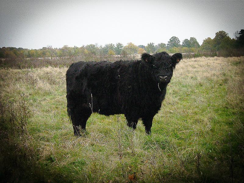 Winterwandeling-Kiewit (12).jpg